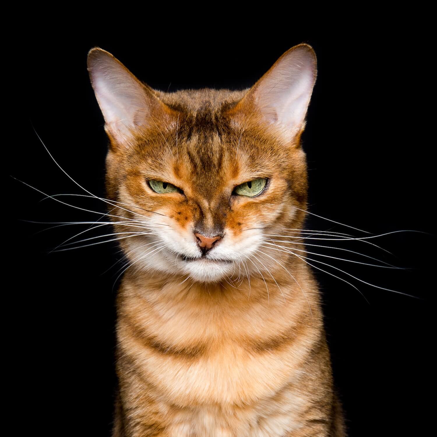 Confident orange tabby cat staring forward on a black background, representing the 50% deposit payment for the Essentials web design package by Supr Bueno.